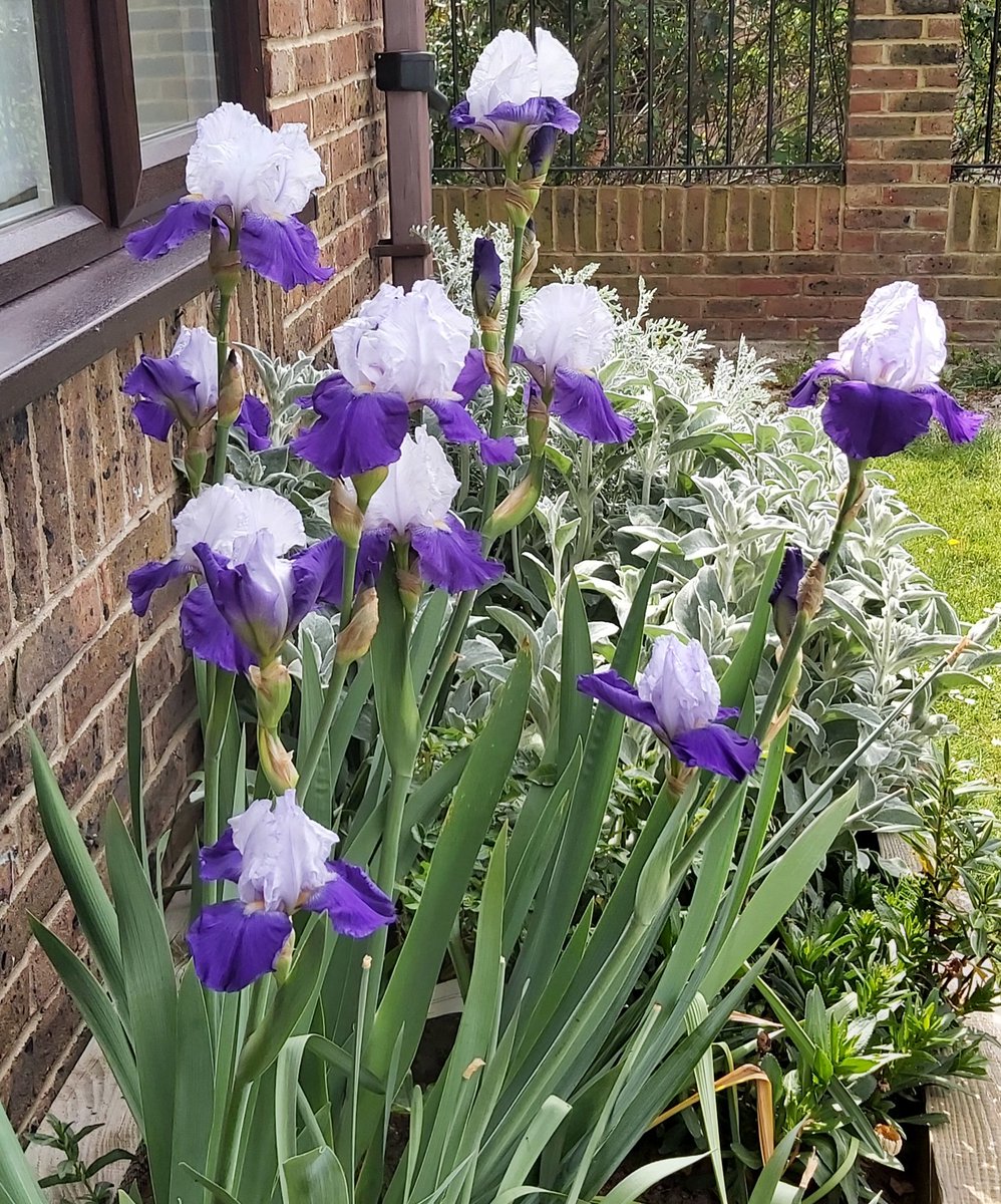 Cath_Sharman's tweet photo. Ridiculously chuffed that after a 2 year wait Iris Arpege has delivered a magnum opus! 11 blooms and counting...
#irises #gardening https://t.co/tcOClwWtga