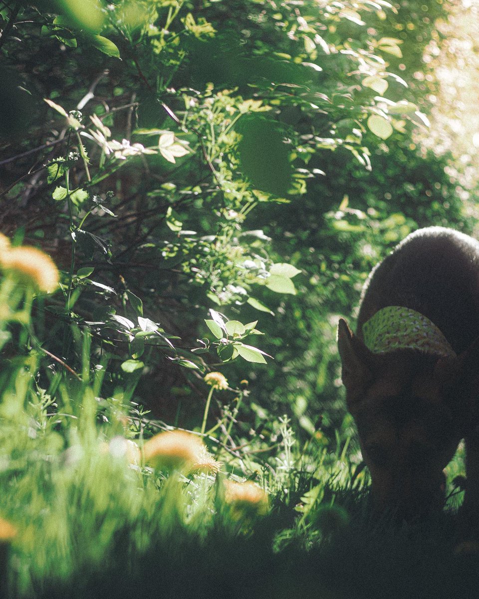 jer_welsh's tweet image. Siri, play “Dreams” by Fleetwood Mac
#NaturePhotography