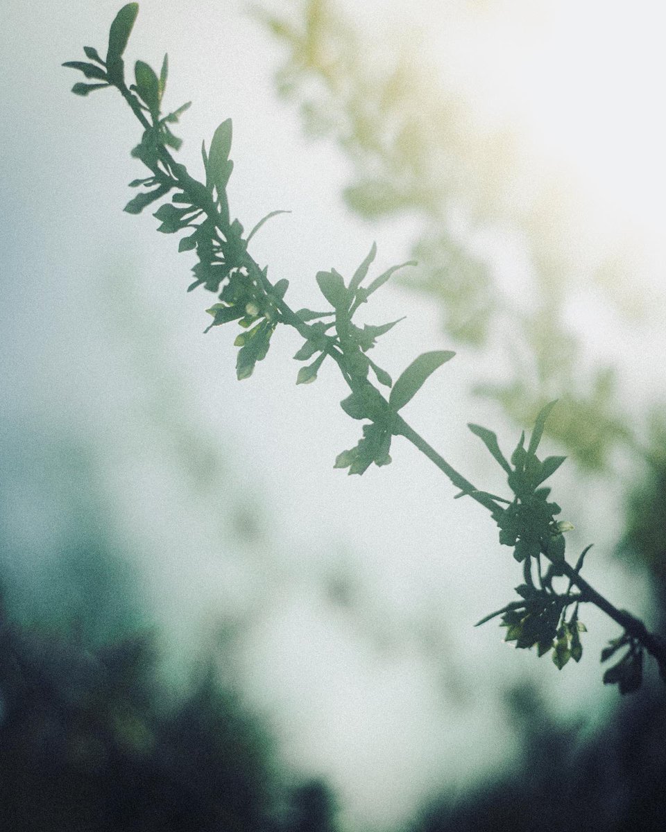 jer_welsh's tweet image. Siri, play “Dreams” by Fleetwood Mac
#NaturePhotography