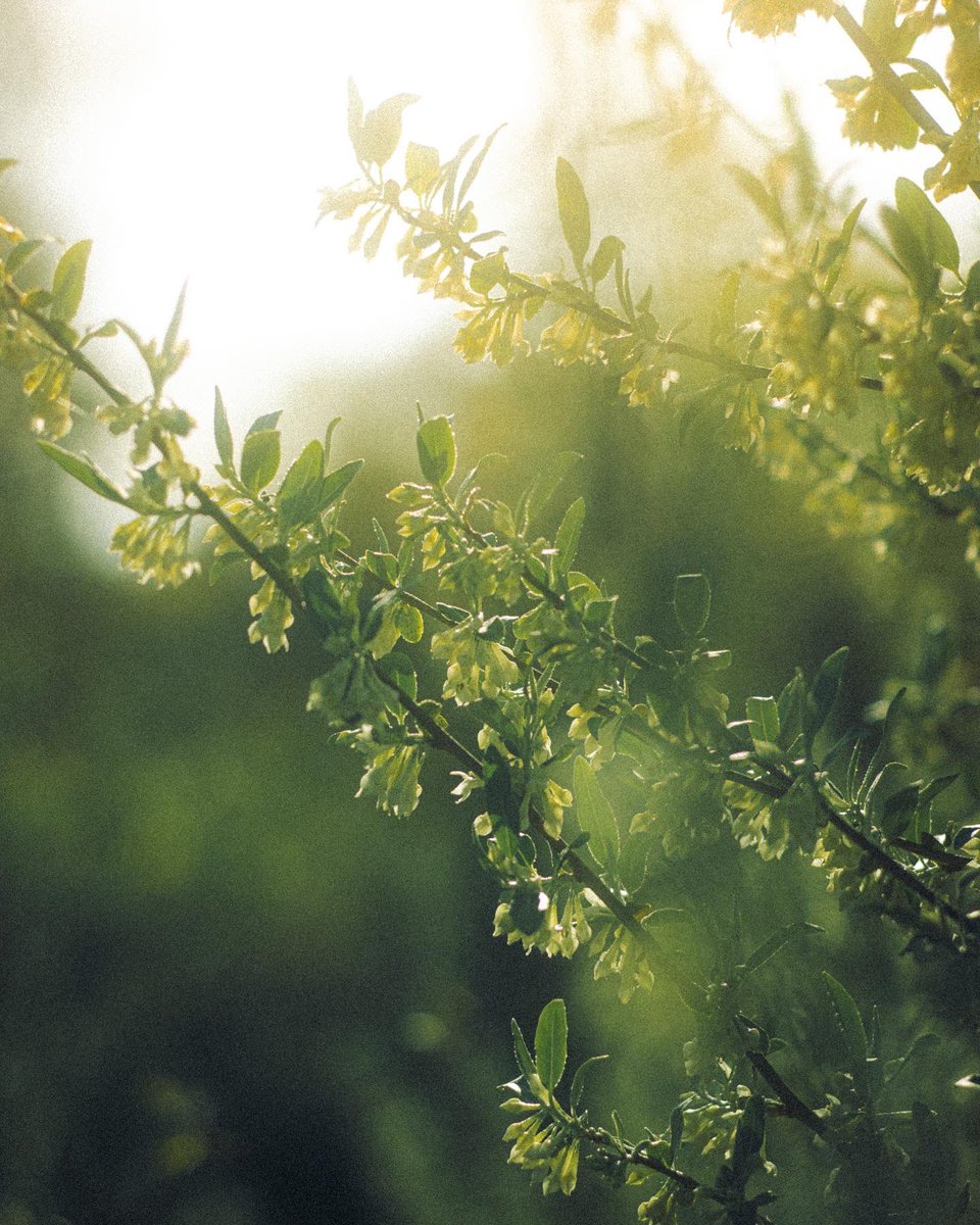 jer_welsh's tweet image. Siri, play “Dreams” by Fleetwood Mac
#NaturePhotography