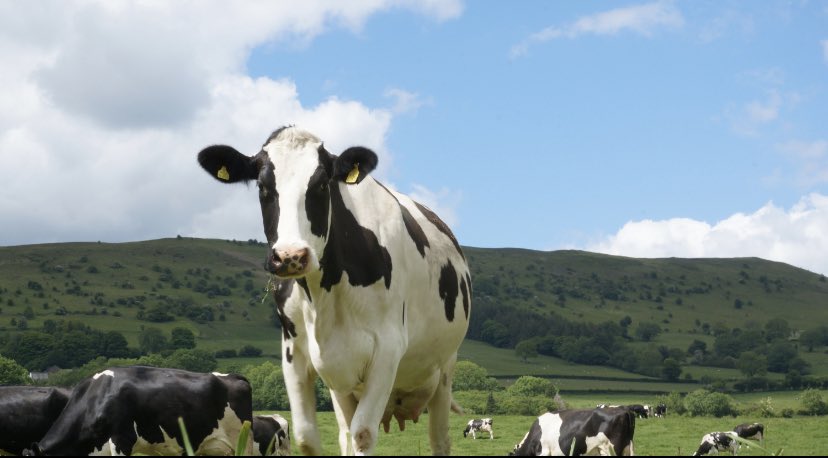 lovewalnuttree tweet media