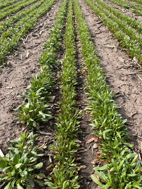 A moment of GRATITUDE: Thanks to all of the state representatives who have backed funding for #ForeverGreen and #ContinuousLivingCover this session — especially Reps. Mike Sundin, <a href="/GinnyKlevorn/">Ginny Klevorn</a> + <a href="/RepToddLippert/">Rep. Todd Lippert</a>. Thx for supporting new profitable crops that protect water quality!