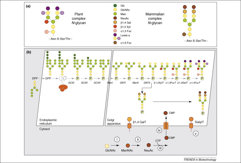 badglycans tweet media