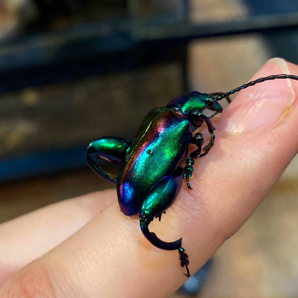 ScienceNorth's tweet photo. Have you seen a frog beetle before? Is it green, blue, or purple? Comment with your answer, and read on the thread to see if you got it right! It's a tricky question! 🙂💬

🧵 (1/4) https://t.co/pUjYhOTsdQ