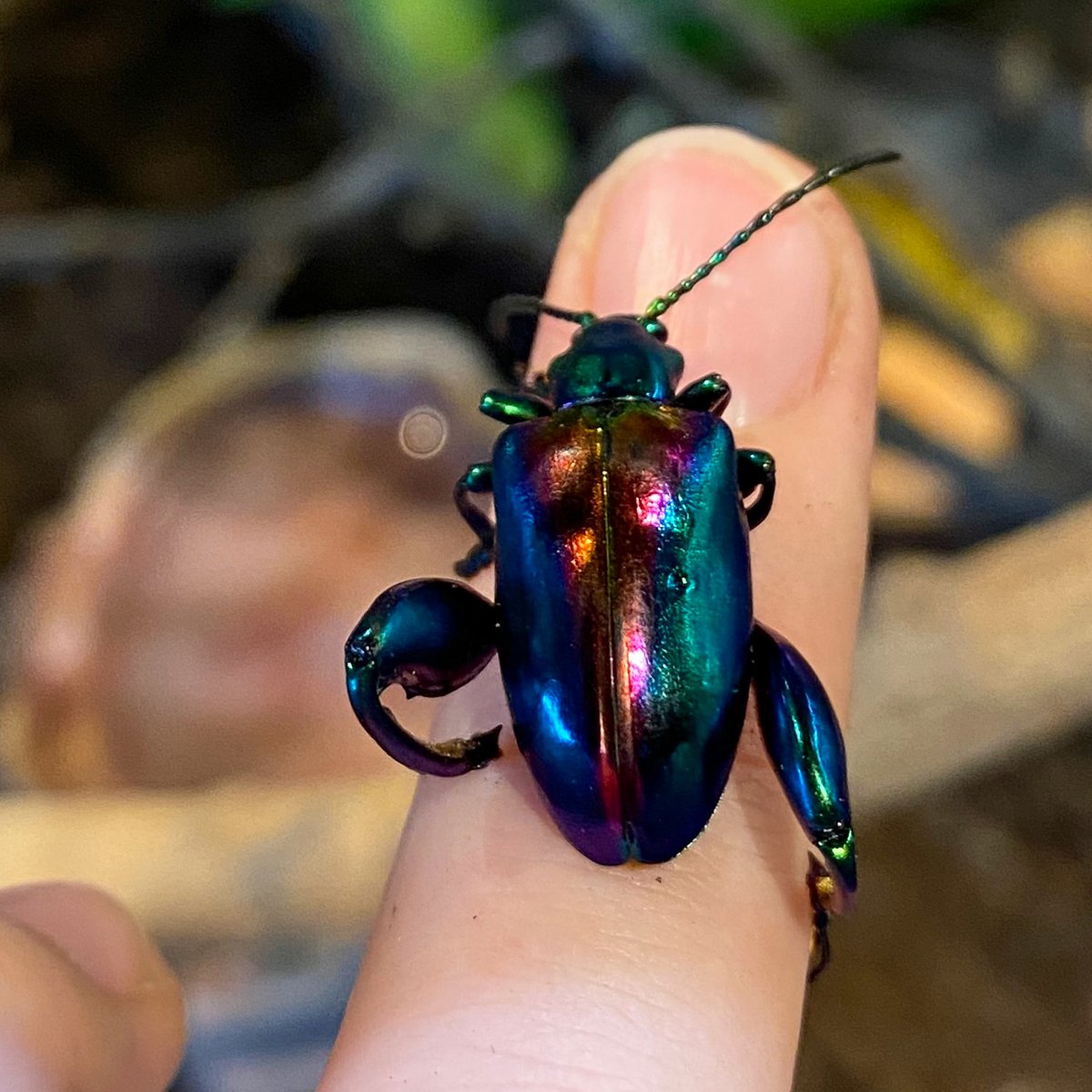 ScienceNorth's tweet photo. Have you seen a frog beetle before? Is it green, blue, or purple? Comment with your answer, and read on the thread to see if you got it right! It's a tricky question! 🙂💬

🧵 (1/4) https://t.co/pUjYhOTsdQ