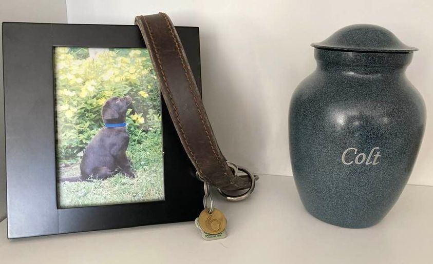 diplomat_dog's tweet photo. I'm home. #RIPColt https://t.co/Lnb7DrY1an