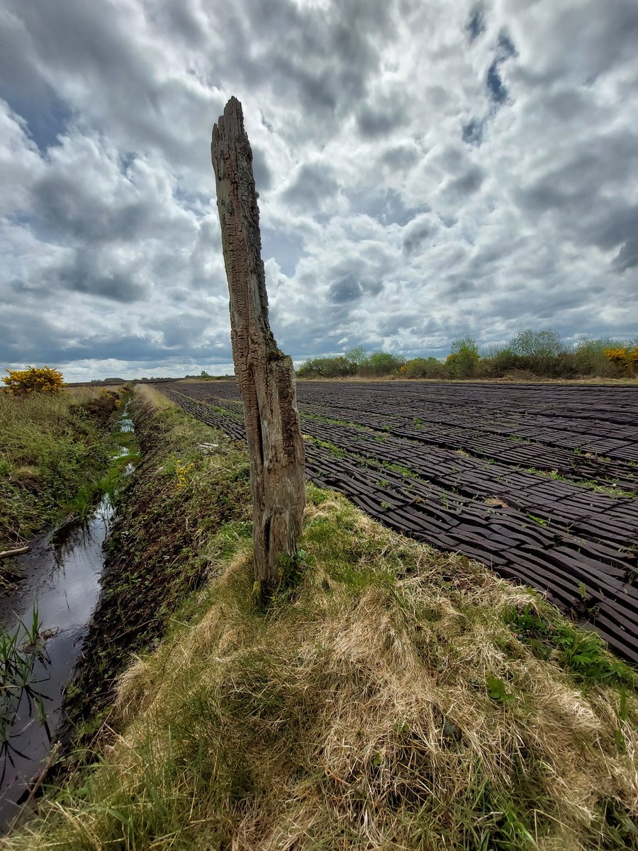 PStafford82's tweet photo. Recently moved to Galway and get to walk the local bog every day. A picturesque industry if anything. Shame it could all be gone in a few years time #irishbogs #irishtraditions #turf #menlough https://t.co/r9CWUb9BQj