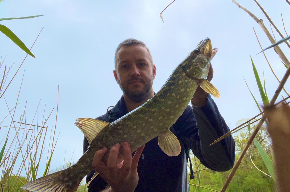 pete_caine's tweet photo. An hour here and there between school runs and shifts. #pike #perch #lures #forestofdean #Fishing😎🎣🎣 https://t.co/Cukkt71iHD