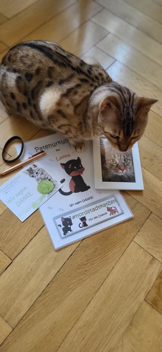 Vintagemadchen's tweet photo. Herzensempfehlung: @TinkerBell_just #nordstadtkatzen folgen und, falls möglich, diese großartige Arbeit unterstützen. Dann bekommt man übrigens auch so zauberhafte Post.💚🐈 https://t.co/f6TknXWCj5