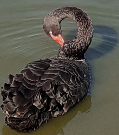 Ann_GalaxyBabe's tweet photo. #CarlBovisComp 🐦 Black Swan! https://t.co/JO7R9fBJDt