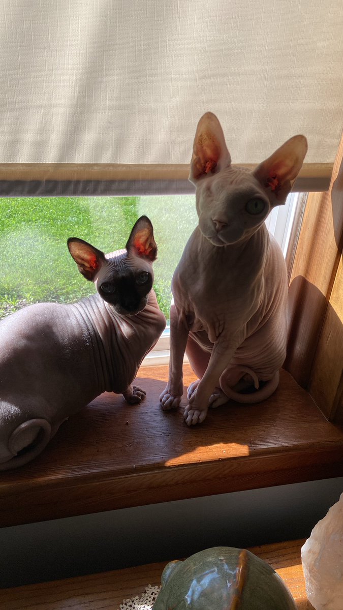KatRotten's tweet photo. #sphynx #hairless https://t.co/6wV20cTdO4