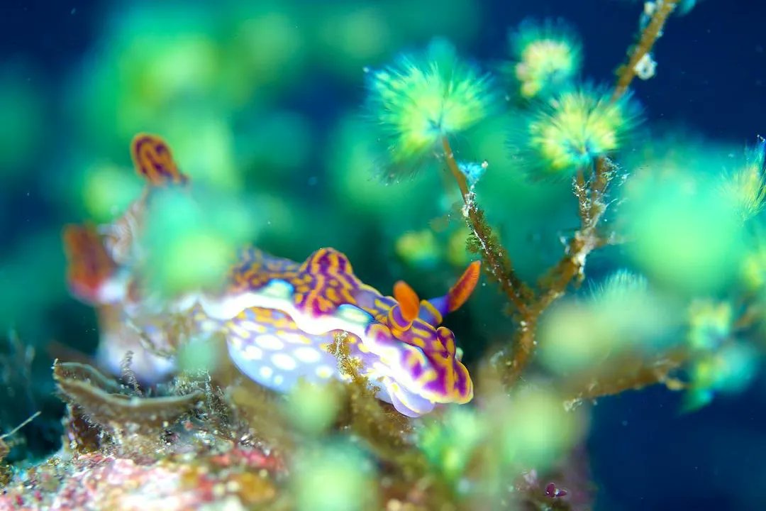 WorldOceansDay's tweet photo. Time for our Nudibranch Nerds to shine. Give us the species for a like!
📷 @chishimamurakami
#underwater
#underwaterphotography
#padi
#paditv
#divermag
#divng" https://t.co/rnay4DR6v3