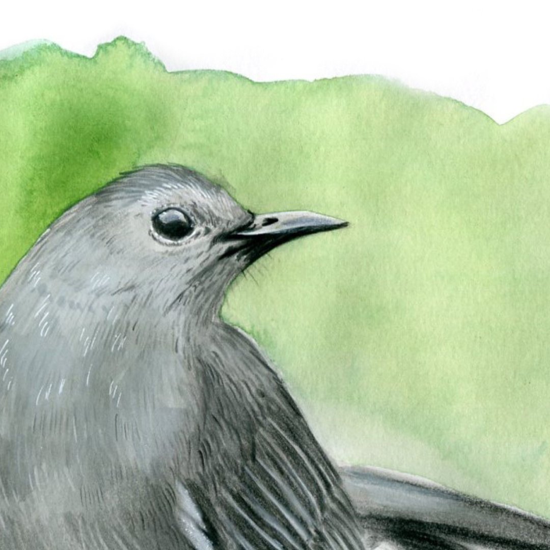 AnastasieWarnet's tweet photo. My catbird (ou moqueur chat en français) for the
April’s Bird Whisperer
@BirdWhisperers
.Watercolor and colors pencils (A4)
#catbird #birds #art #watercolor #moqueurchat # #aquarelle #birdwhisperer #birdwhispererproject #bird #watercolorillustration #birdillustration #oiseaux https://t.co/EPVt4d0sWU