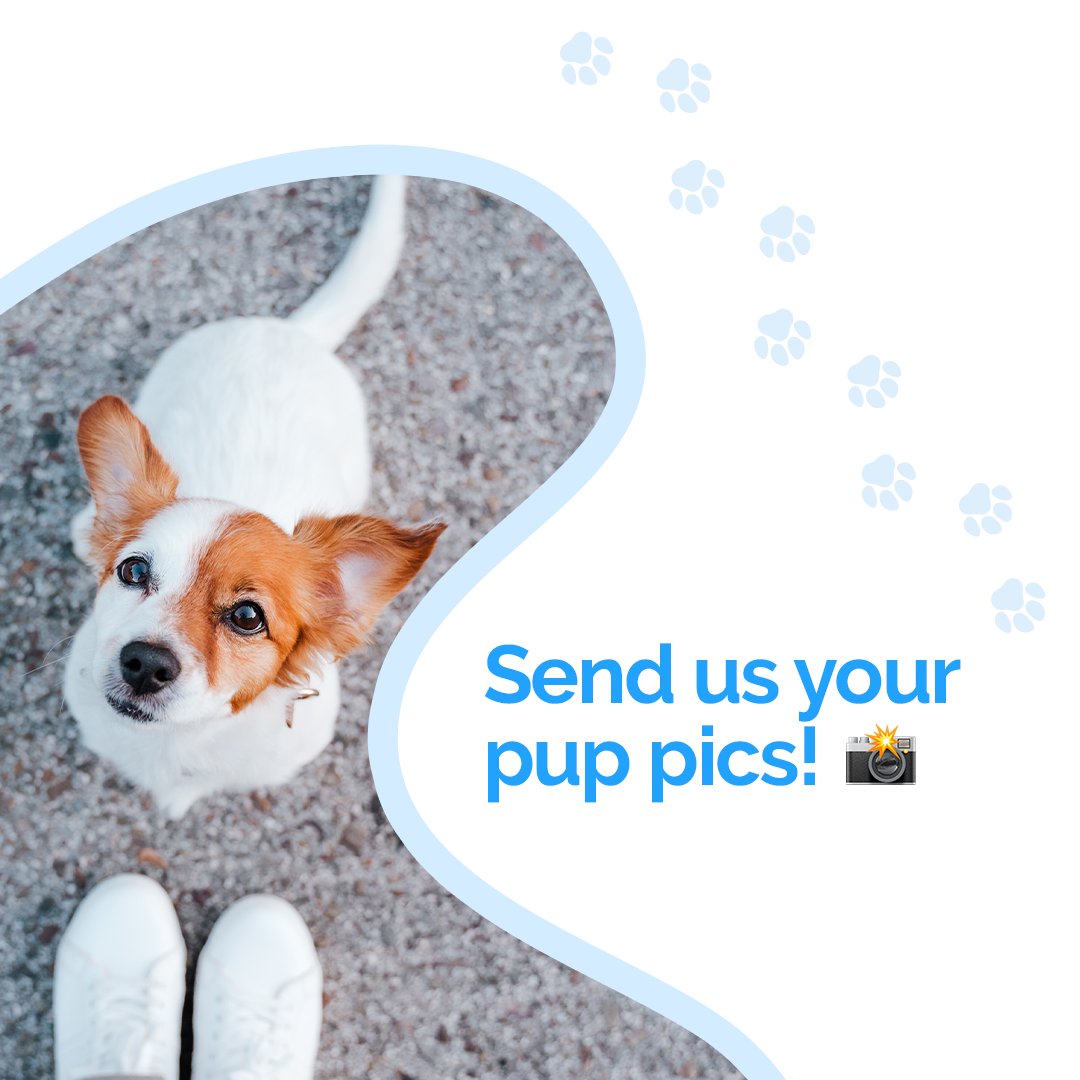 PupPod's tweet image. In light of #NationalPetMonth, we want to see the best shots you’ve got!  

Features #PupPod? Awesome 🙌 

We love to share Pupparazi for our PupPod community to enjoy!  

DM us on our socials 📸
