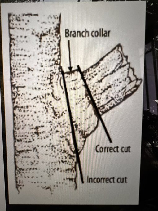 As for todays tree pruning basics self education https://t.co/SSfIjkrfA1