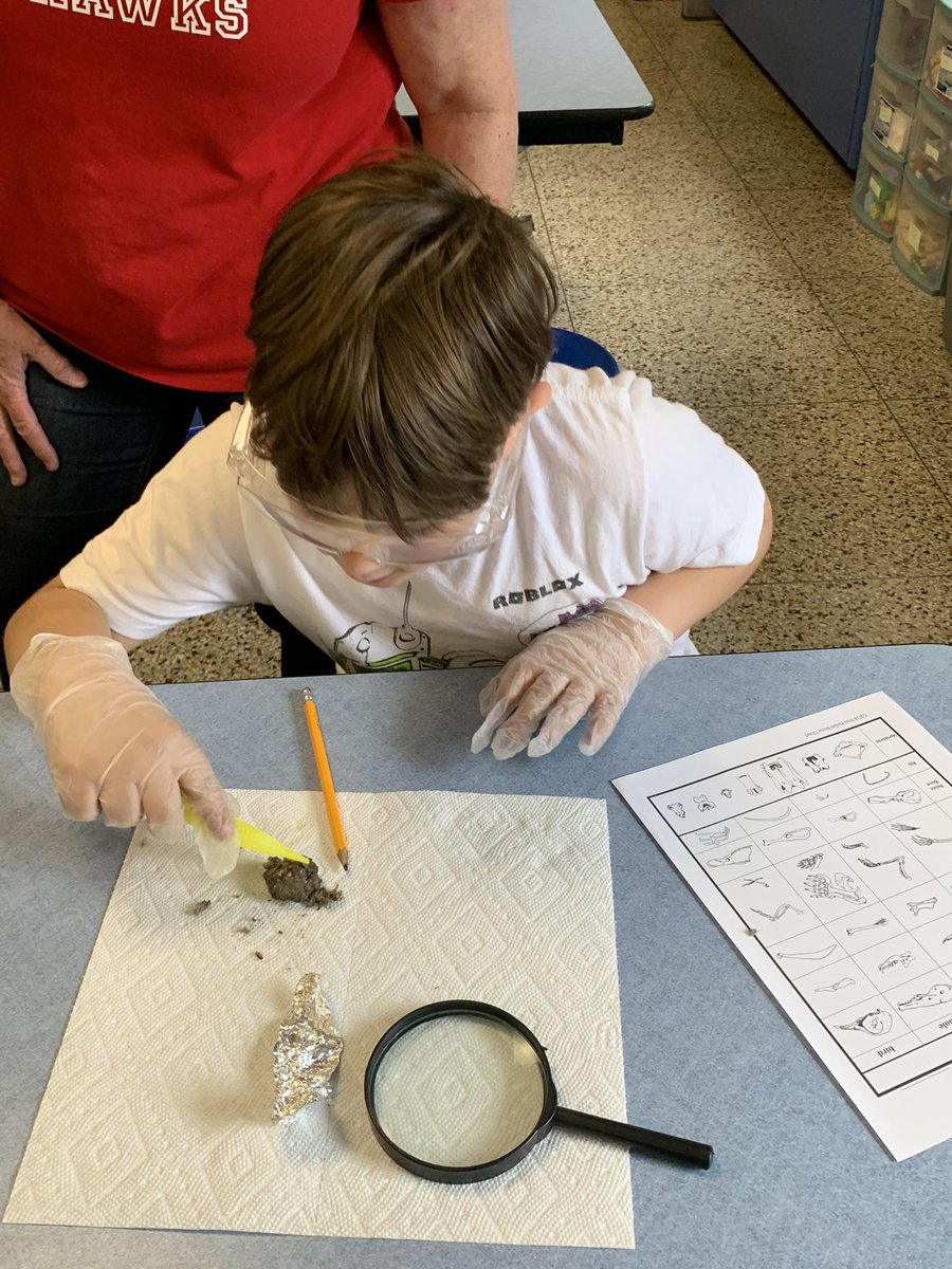 CathyWiddop's tweet photo. On Friday, MH second graders dissected owl pellets in science! #KnowAtom @SixTenPrincipal https://t.co/MpudbW9K3J