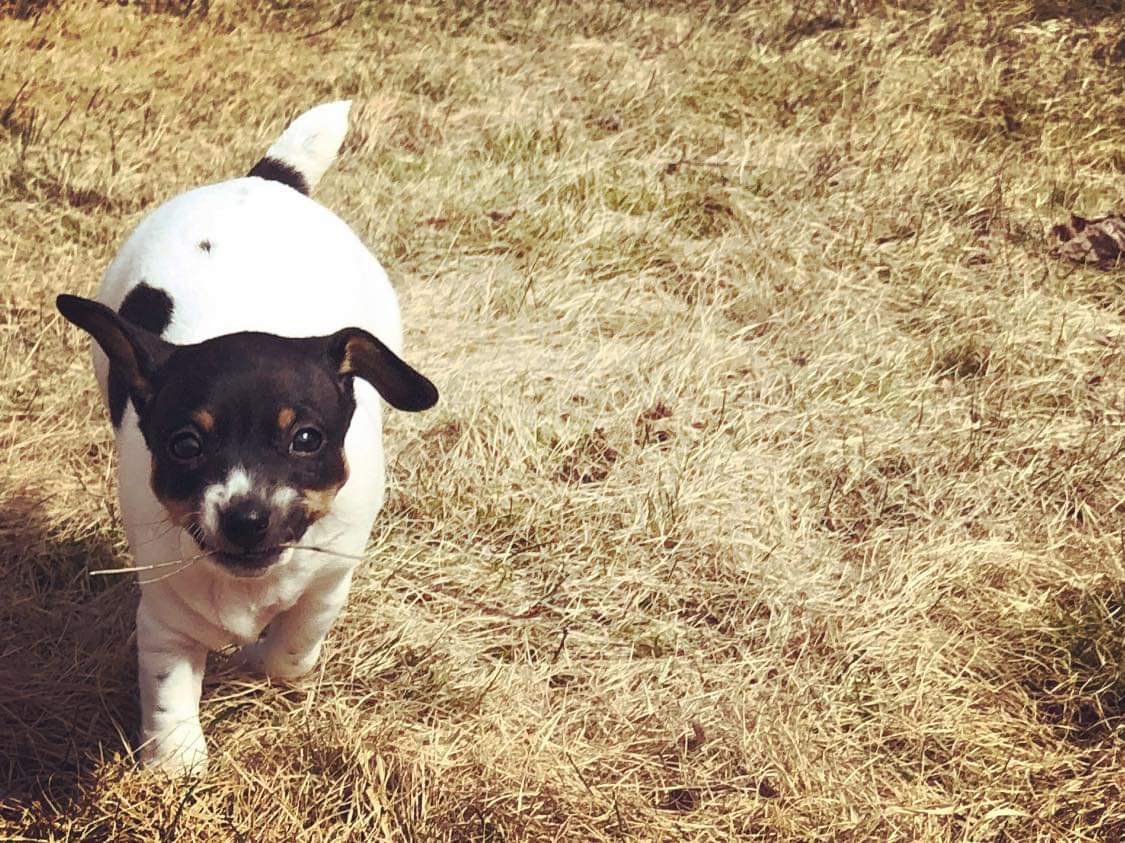 vmslehtinen's tweet image. Joku vois väittää Fridan pebaa isoksi, mutta sovittiin että kamera vaan vääristää ☺️ #frida #pampula #peba #pihakoirat