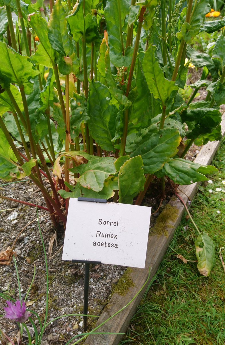 Rumex acetosa is actually the hardest word.