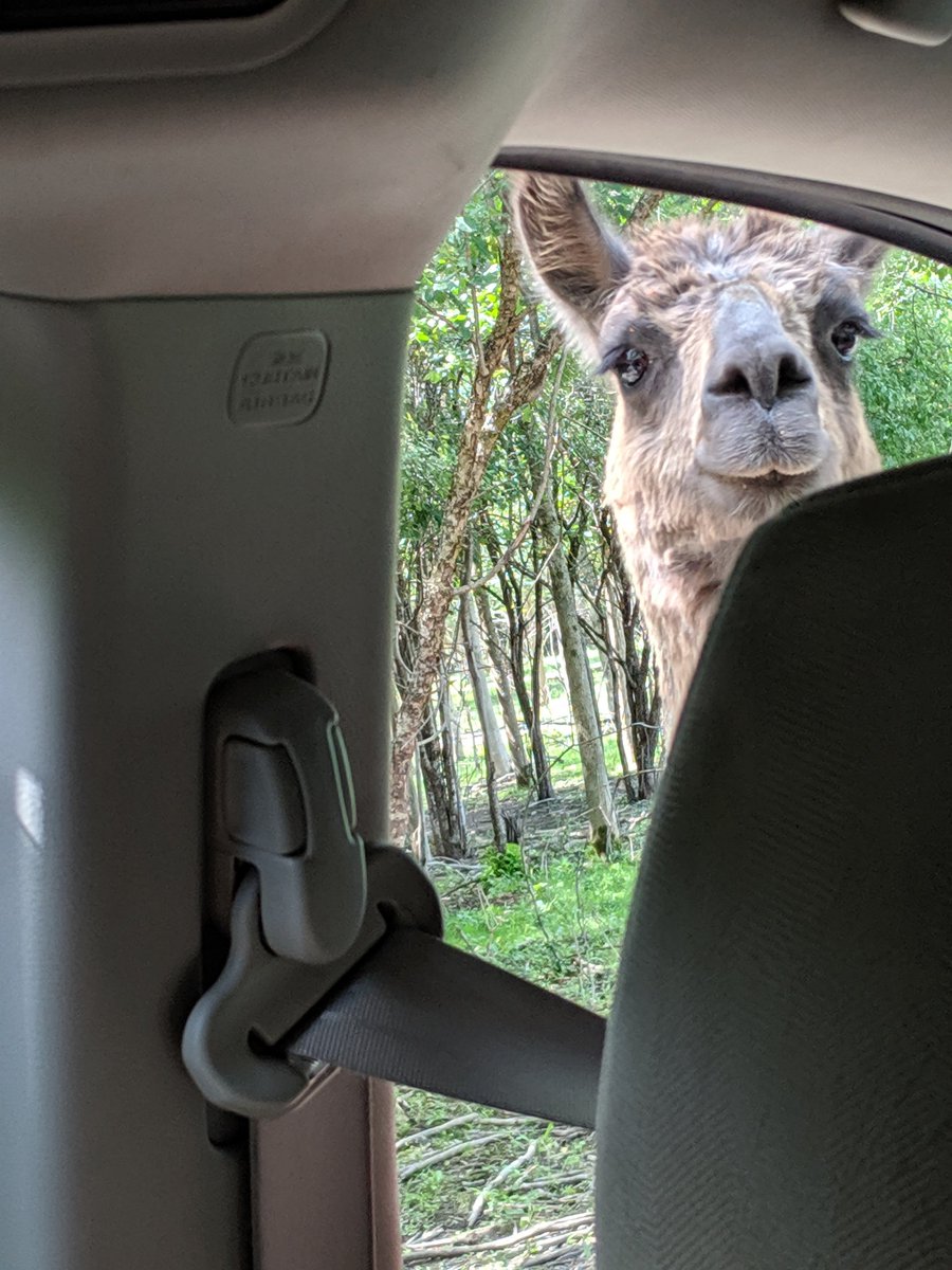 LilpaintedR's tweet photo. What are you doing? #llama #animals #trending https://t.co/IDtPr1VjUE