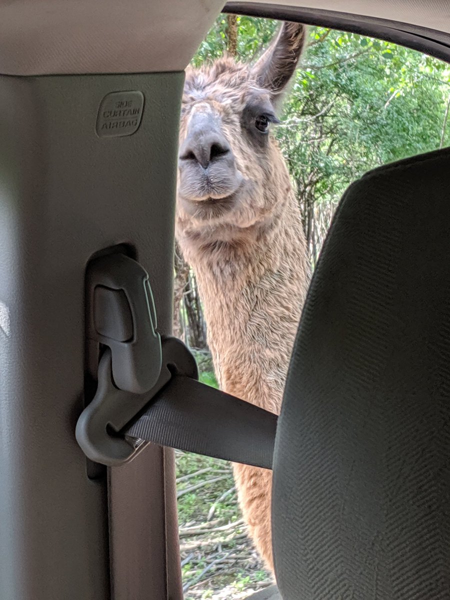 LilpaintedR's tweet photo. What are you doing? #llama #animals #trending https://t.co/IDtPr1VjUE