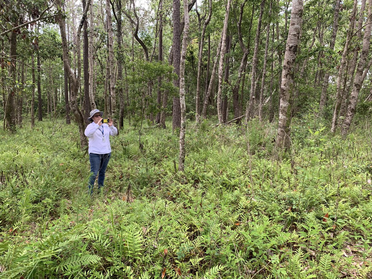 brantef's tweet photo. Day 1 Wetland Plant ID with Gena Todia (&amp; Ashley Campbell) #wetland #hydrophyte Gorgeous bay head and look at all those ferns @AuburnWater https://t.co/AjDCSrxm3T