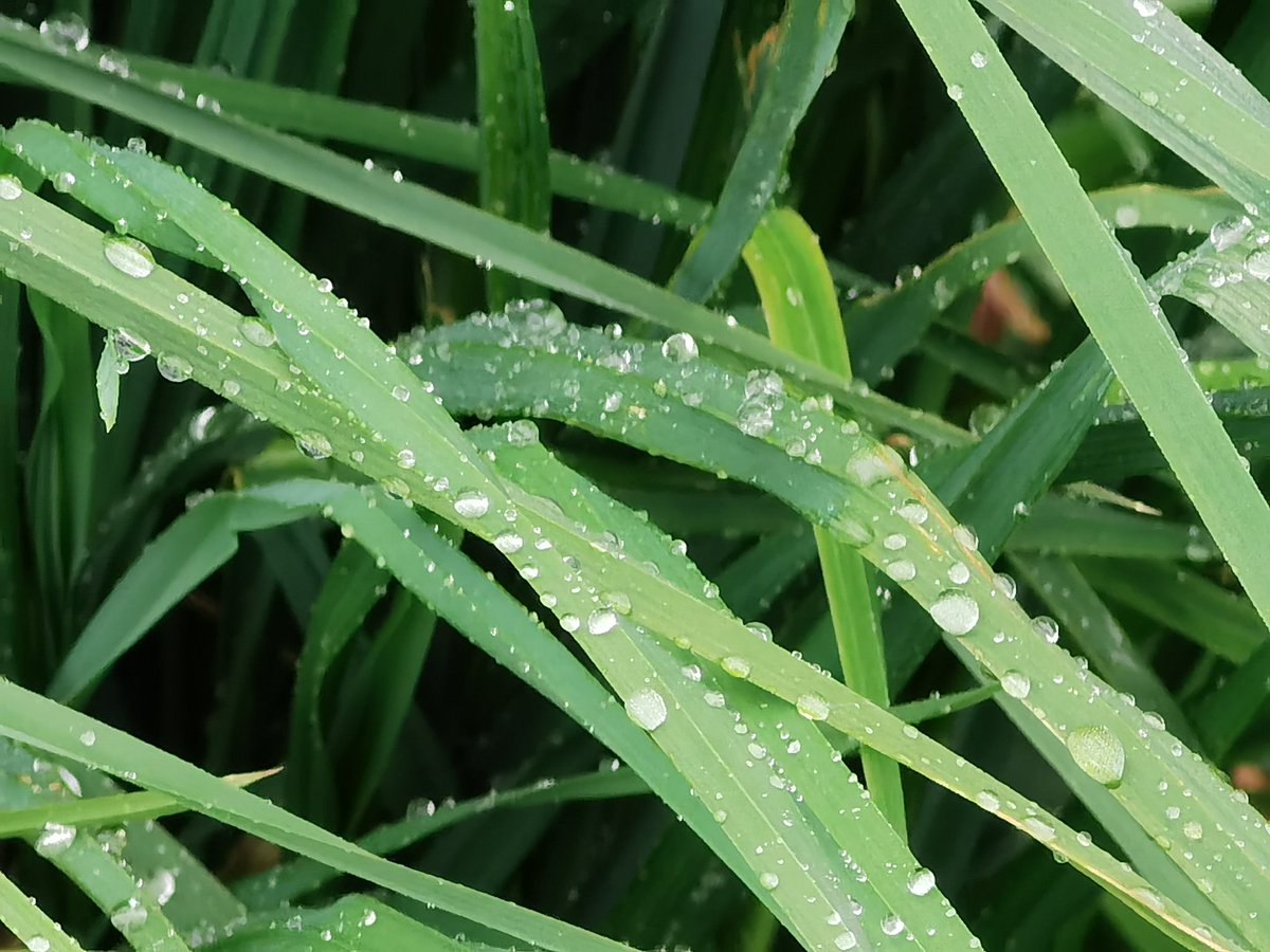 BlairDurno's tweet photo. Rainy Walk. #Huawei #HuaweiP40Pro #CapturedOnHuawei #LoveMyHuawei #MyHuaweiMoment #HuaweiCommunity @HuaweiMobile @HuaweiMobileUK https://t.co/EfCKJLDGp7