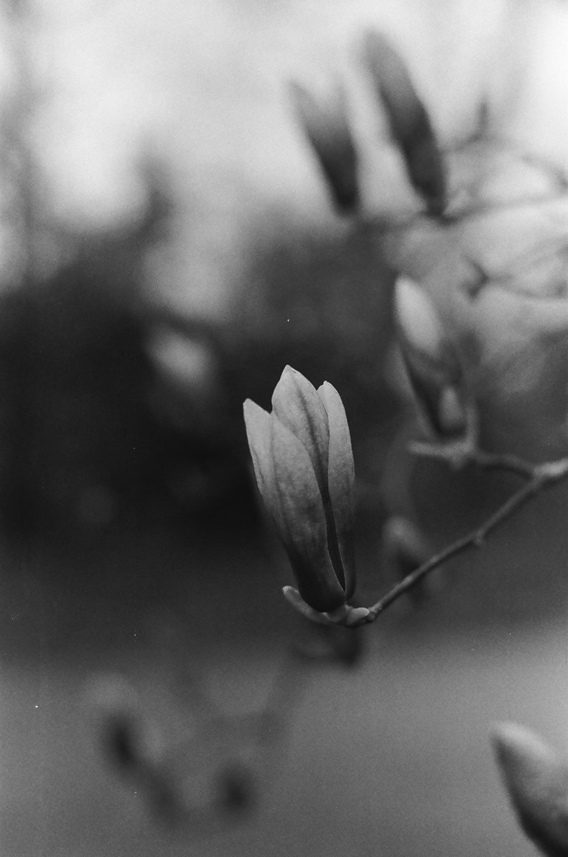 Lewis22's tweet photo. Magnolia trees are welcoming us to springtime here in Indiana

#ilfordHP5 #minolta https://t.co/VyN7v7LSBH