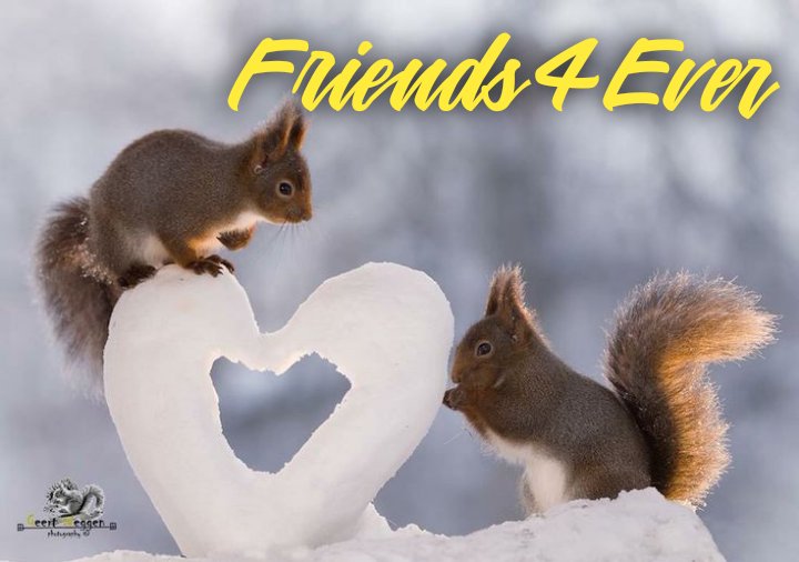 💛 Team Follow4Follow 💛 tweet media