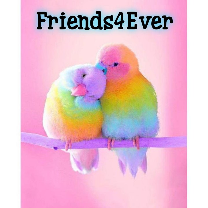 💛 Team Follow4Follow 💛 tweet media