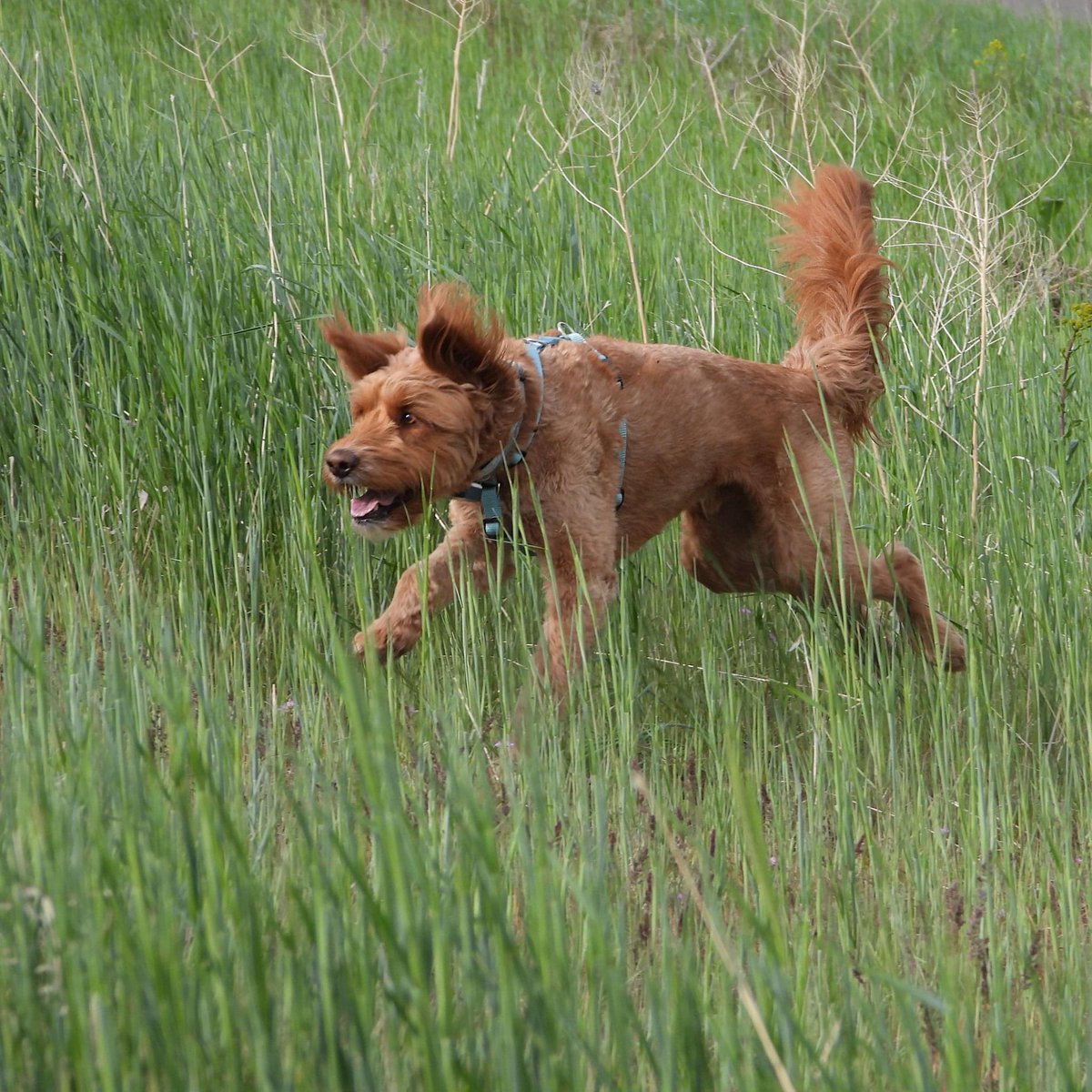 3 shots - one story #DogsofTwittter #twitterdogcommunity #dogs