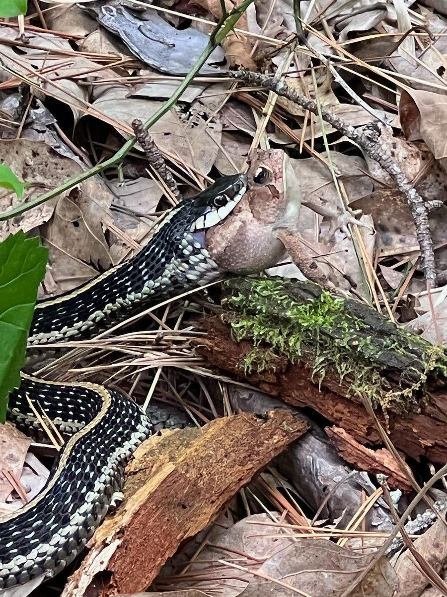 Rhouis de Pointe du Lac tweet media