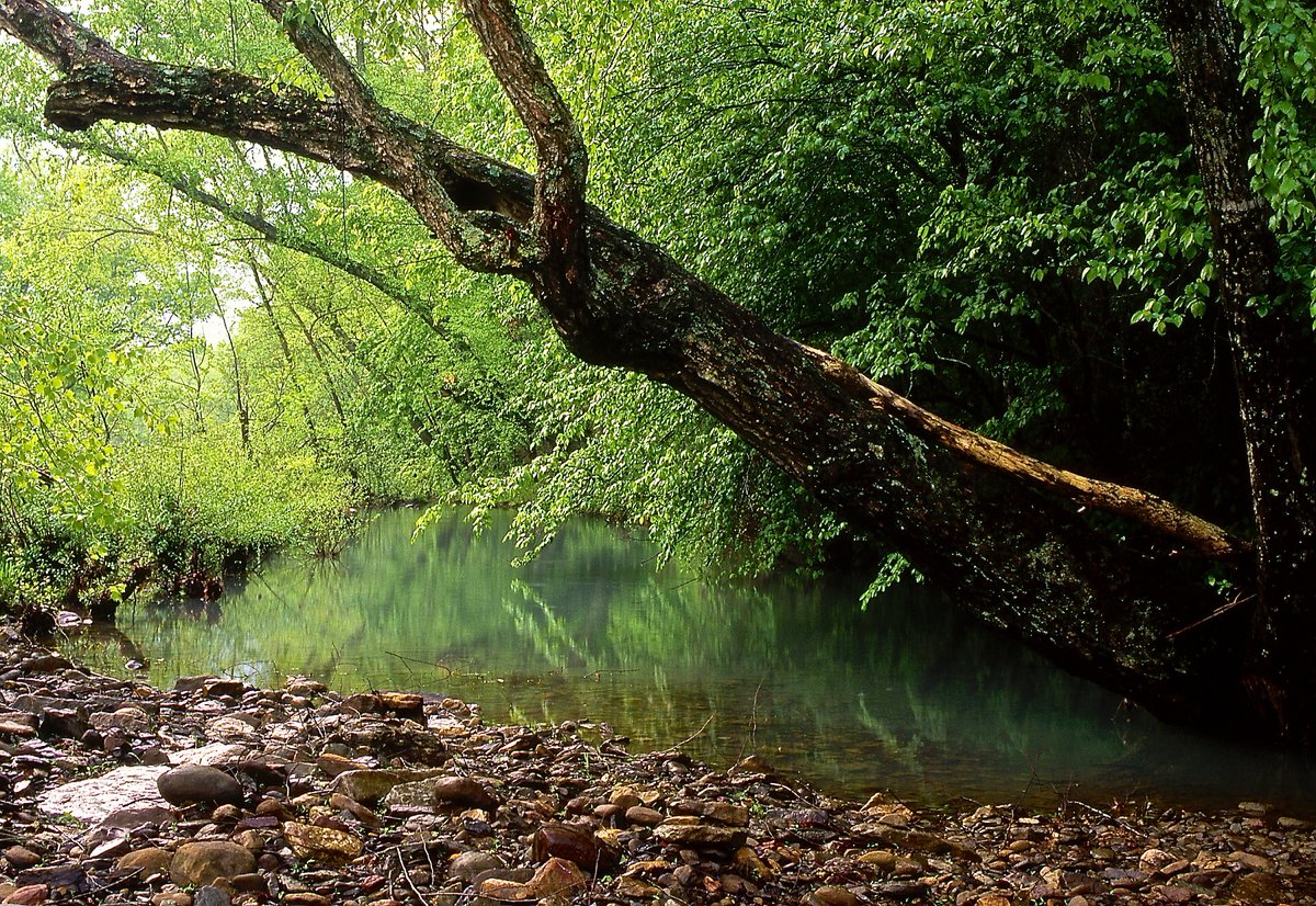 JSustForestry's tweet photo. The @forestservice is a leader in sustainable forest management. 

Check out the newest study in JSF, which discusses how perspectives on sustainable #forest management has developed within the US!

#Forestry | @forestservice

https://t.co/sufcIwnUXt https://t.co/GgGbskIqDK