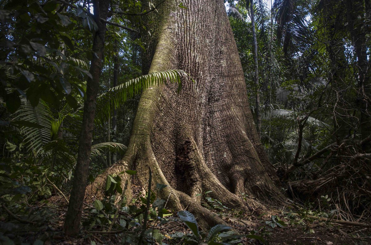 JSustForestry's tweet photo. The @forestservice is a leader in sustainable forest management. 

Check out the newest study in JSF, which discusses how perspectives on sustainable #forest management has developed within the US!

#Forestry | @forestservice

https://t.co/sufcIwnUXt https://t.co/GgGbskIqDK