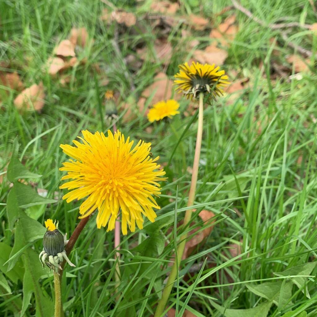 Celebrate “No Mow May” this month Chicago. It’s been a long cold and wet spring our bees need a chance to forage on this bright beauty and let’s be honest that lawnmower could wait. Interested in learning more? Check out the link on our bio! #chicago #no… instagr.am/p/CdV6lu-rGLW/