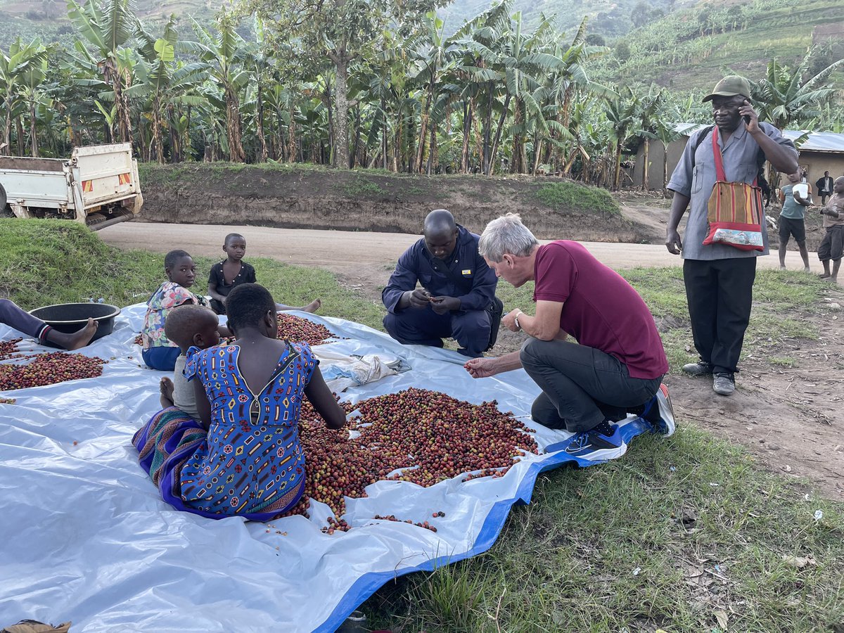 Buying coffee from smallholders in the Rwenzori
