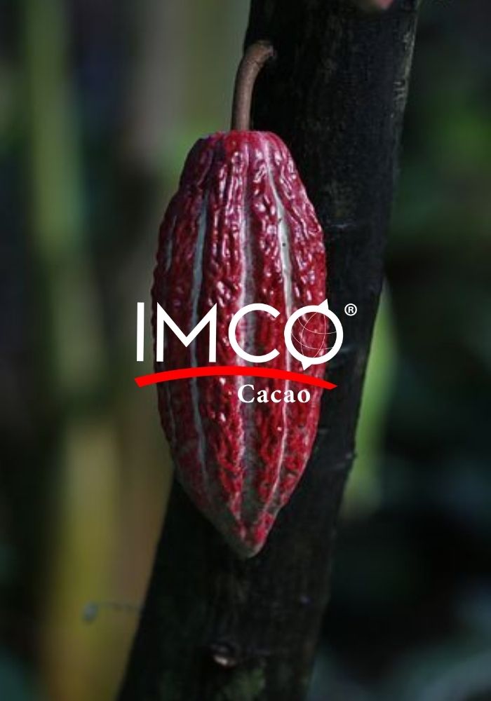 imcocacao's tweet photo. Nuestro grano es 100% Mexicano, proveniente de la región de Chispas y Tabasco. https://t.co/GowYwnRHuJ
