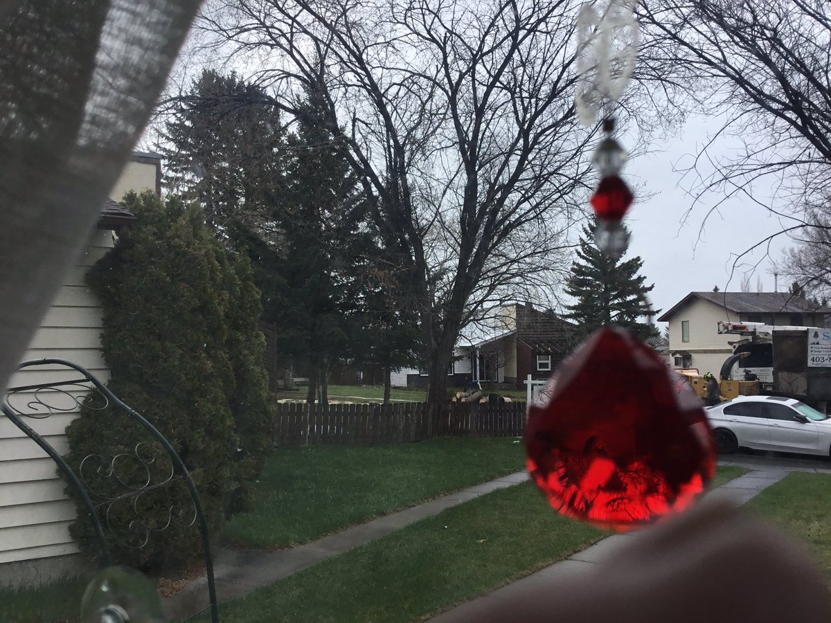 wendellmom's tweet photo. @JacinthePayant @BeeKindPlz Well this is what I was woken up to! Cutting down evergreens! Damn 2 big ones so far. All these Dutch elms in cul de sac are diseased but there is a bylaw when they can be pruned and now is not it! Damn double damn!#treekillers https://t.co/4yxLGz3caa