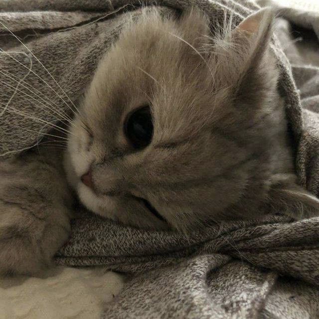 Kittenhwang tweet media