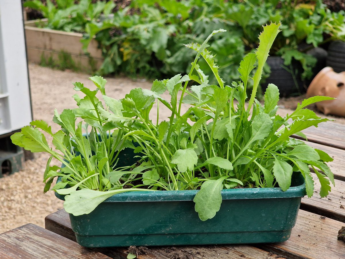LFfDFroglife's tweet photo. #Butterflyfriendly flower seeds sown at #ClaphamCommon @BandstandBeds by @froglifers #dementiafriendly Wild Time group with @BigCButterflies 2 months ago are doing fabulously !
We've potted on Oxeye Daisies to strengthen before they are planted out in hugle beds 🌱🌸🐛🦋 https://t.co/bVR78kqdpn