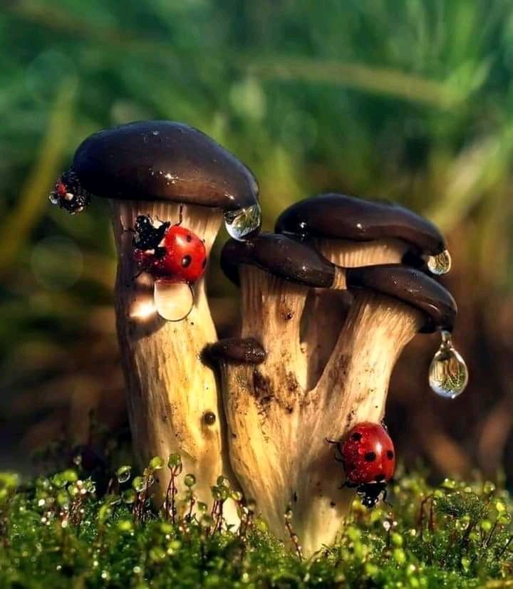 Ethical Soul tweet media