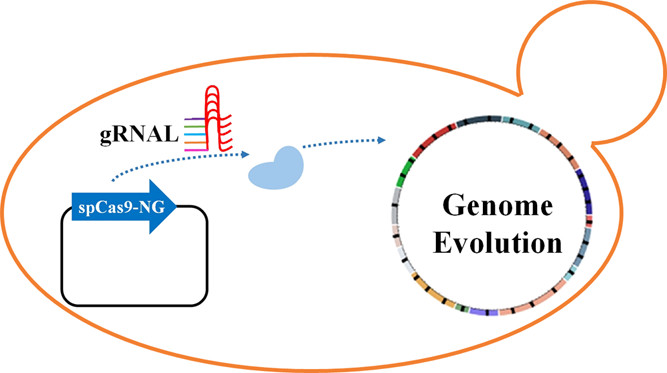 ACSSynBio's tweet photo. "Here, we developed a CRISPR-Cas assisted random mutation (CARM) technique for whole-genome mutagenesis."
Zhao et al @ #ECUST use a random gRNA library to increase genetic diversity & generate new phenotypes.
https://t.co/9RrUOi97K9
#evolution
#engineering
#yeast
#CRISPR https://t.co/lS2umnYuz7