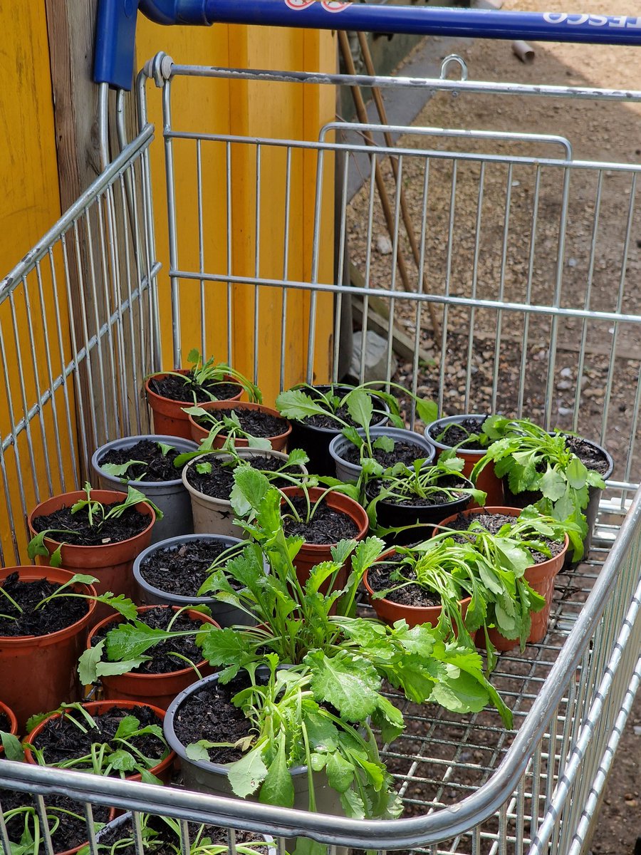 LFfDFroglife's tweet photo. #Butterflyfriendly flower seeds sown at #ClaphamCommon @BandstandBeds by @froglifers #dementiafriendly Wild Time group with @BigCButterflies 2 months ago are doing fabulously !
We've potted on Oxeye Daisies to strengthen before they are planted out in hugle beds 🌱🌸🐛🦋 https://t.co/bVR78kqdpn
