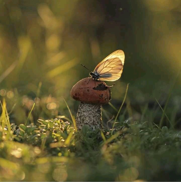 Ethical Soul tweet media