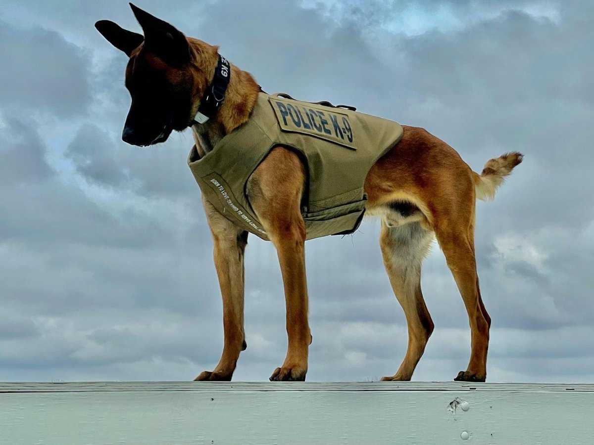 APDK9DUKE's tweet photo. Patrol dog by night, model by day. I make this police dog stuff look good. Thank you @vik9s for the donation of my body armor!!! Also thanks @fi.dogs for the tracker so dad can always find me.#model #fashion #dog #dogmodel #patroldog #k9 #policek9  #modeling #k9unit #vik9s #fidog https://t.co/b9kIBEwk2c