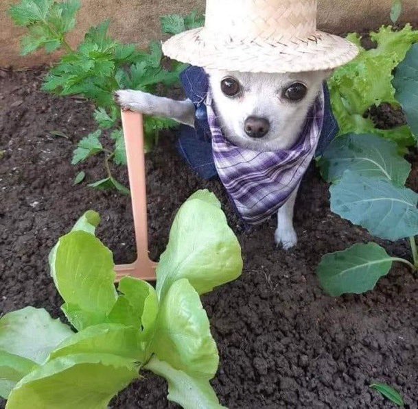 jellytoastbun's tweet photo. StardeW Valley https://t.co/0n2x1CEsDl