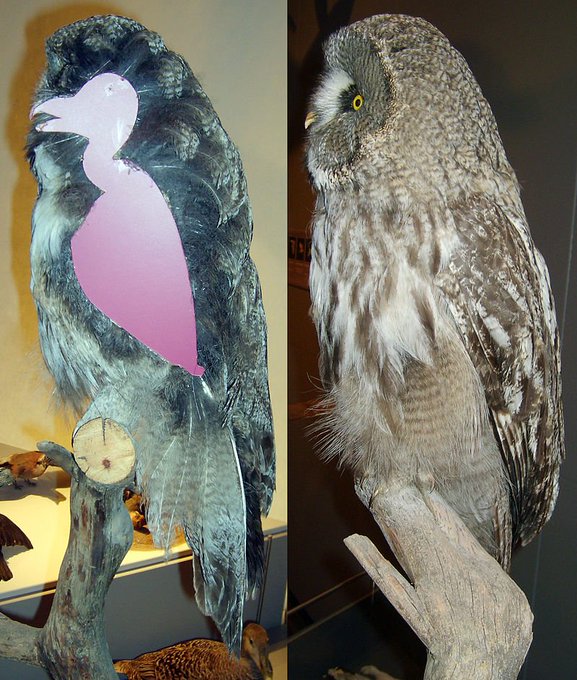 Rainmaker1973's tweet photo. This is a cross-sectioned great grey owl specimen showing the extent of the body plumage, which tells us that owls are in average more or less 70% feathers [read more: https://t.co/e34gPXvmeA] https://t.co/T820idXX23
