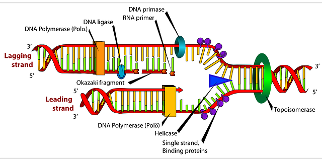 Primers are essential to #DNA replication, but how are they made? New work reveals the crystal structure of a primer initiation complex and shows that the catalytic domain of Prim-Pol enzymes is sufficient to start primer formation.
<a href="/KZabrady/">Katerina Zabrady</a> @CisnerosRes
 ow.ly/Phqy50J1J1G