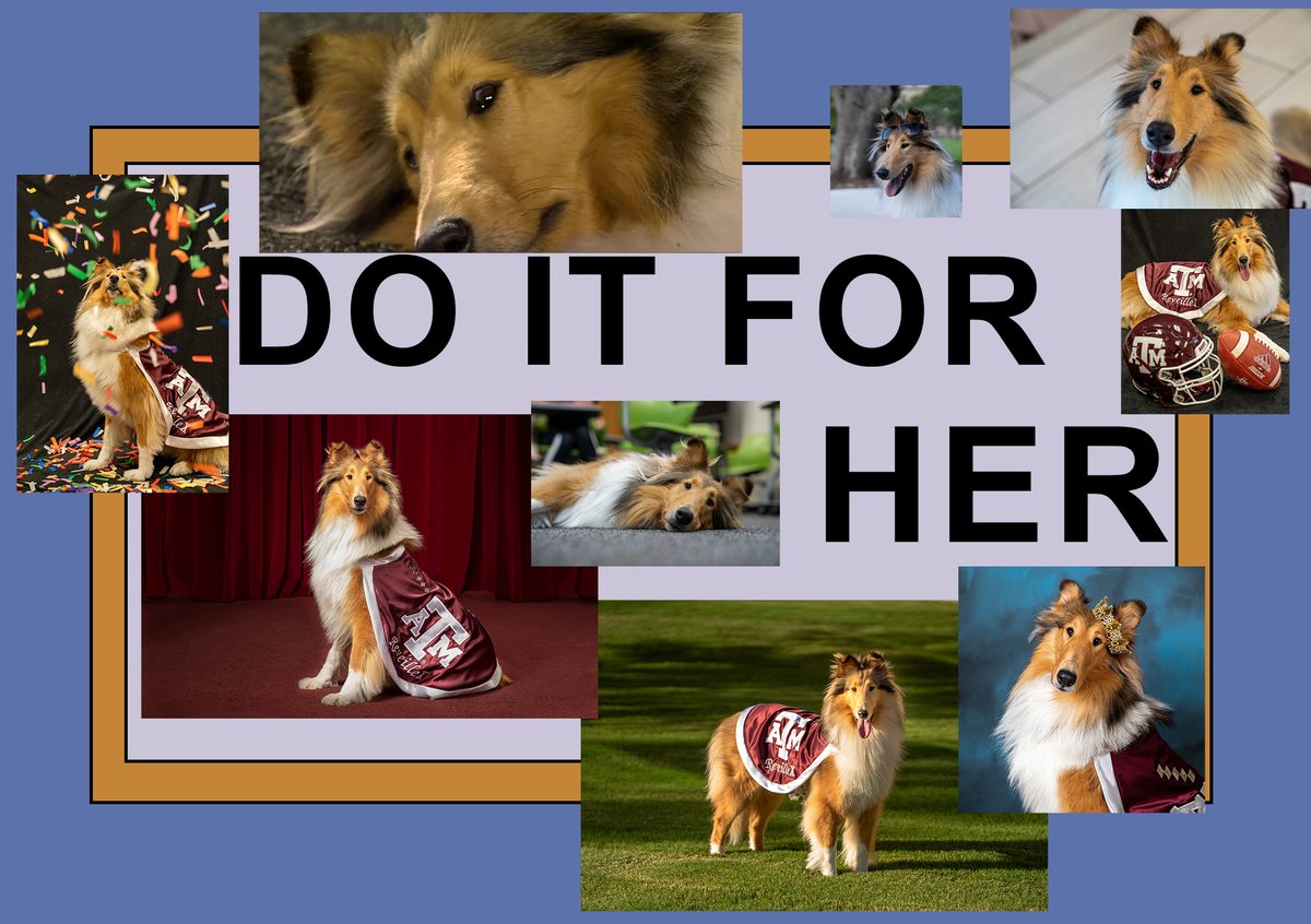 Texas A&M University tweet media