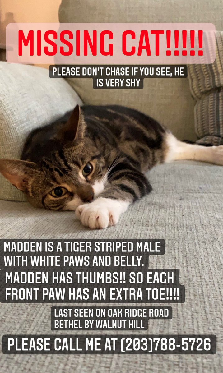 cthumane's tweet photo. Courtesy post: Madden went missing from Oak Ridge Road in Bethel, CT, by Walnut Hill. Each front paw has an extra toe. Please do not chase--Madden is shy. If spotted, call 203-788-5726. #MissingCat #LostCat #CTpets https://t.co/53EJEcnvCZ