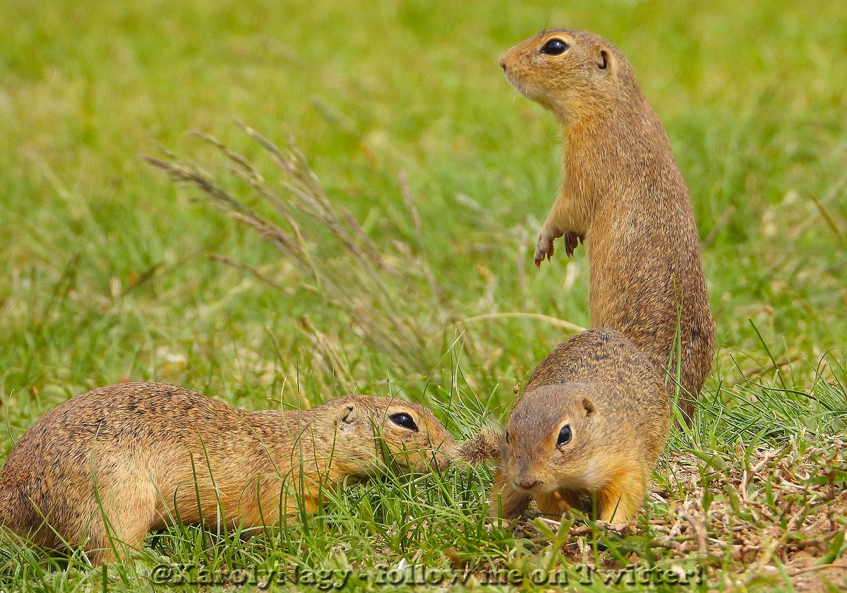 KarolyNagy's tweet photo. Ürgék (Spermophilus citellus) #EuropeanGroundSquirrel https://t.co/BeMUzVVved